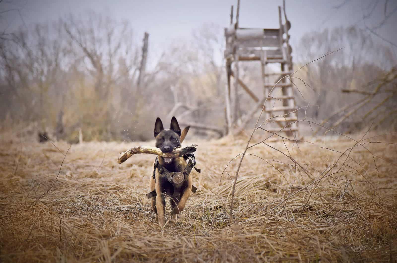 dog running with stick