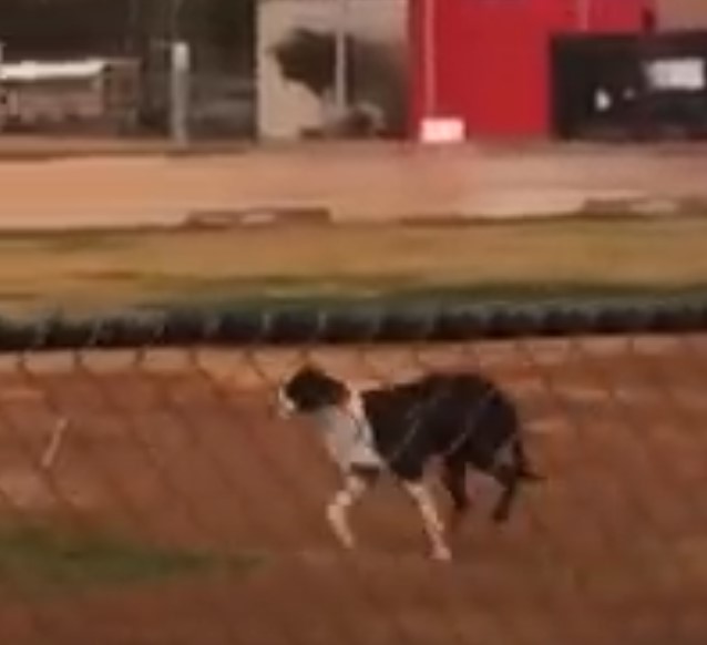 A black and white dog running on the streets