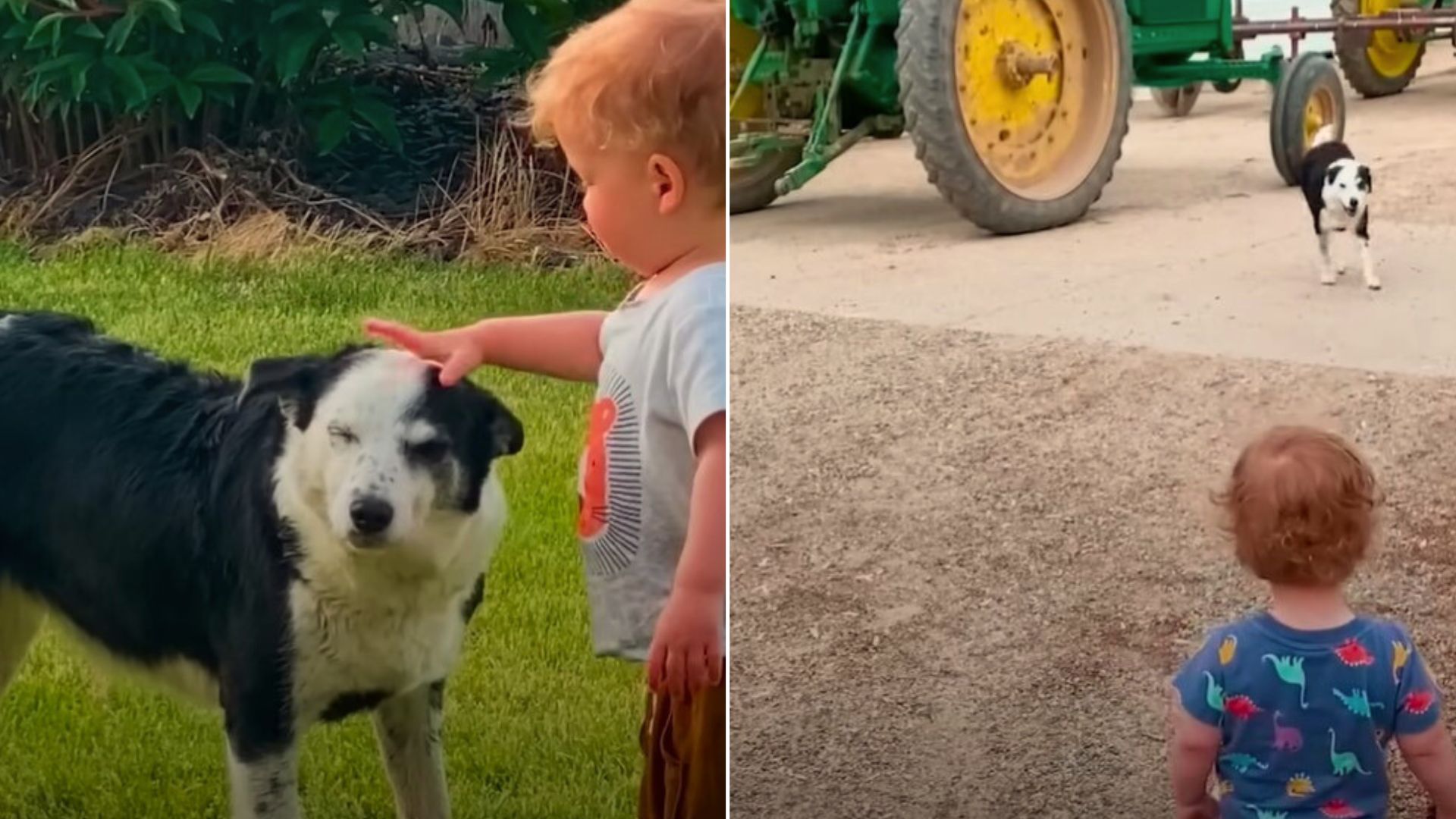 Dog Abandoned By His Owners After 7 Years Together Has A Brand New Life Now