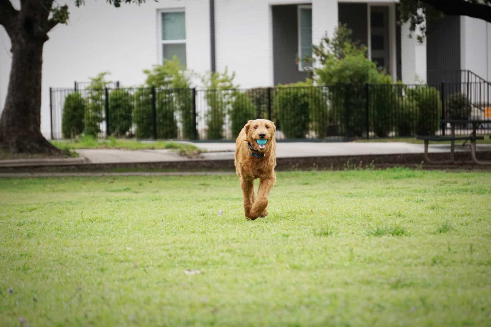 dog runs with the ball in his mouth