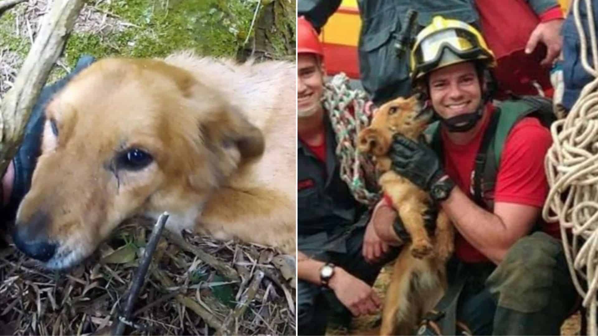 Check Out How Thankful This Pup Is After Being Saved From A 200-Foot Cliff