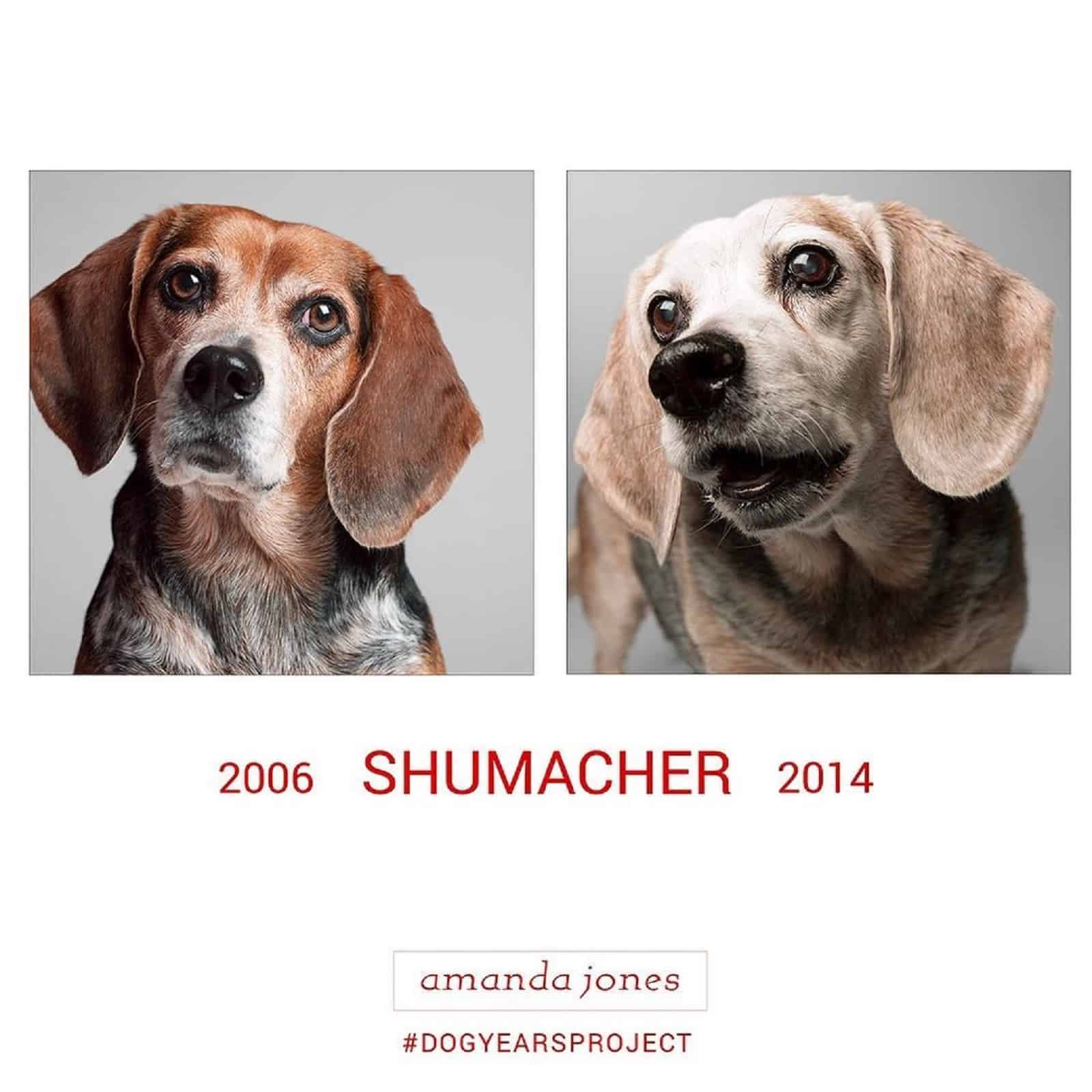 dog schumacher through years