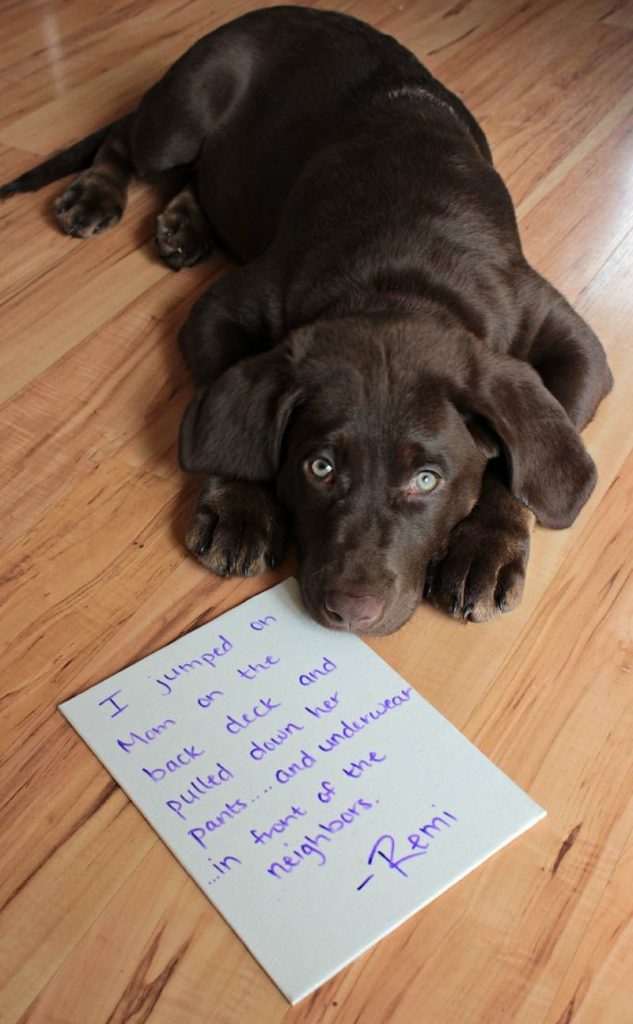 dog shamed for mooning her owner