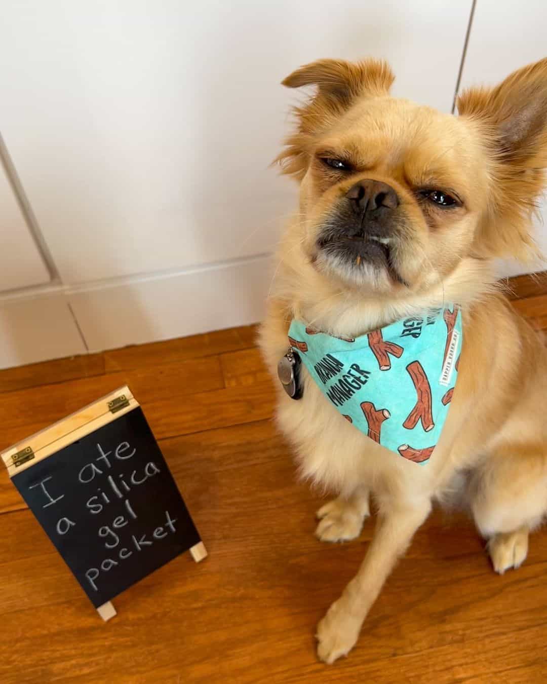 dog shaming photo of a pup that ate silica gel