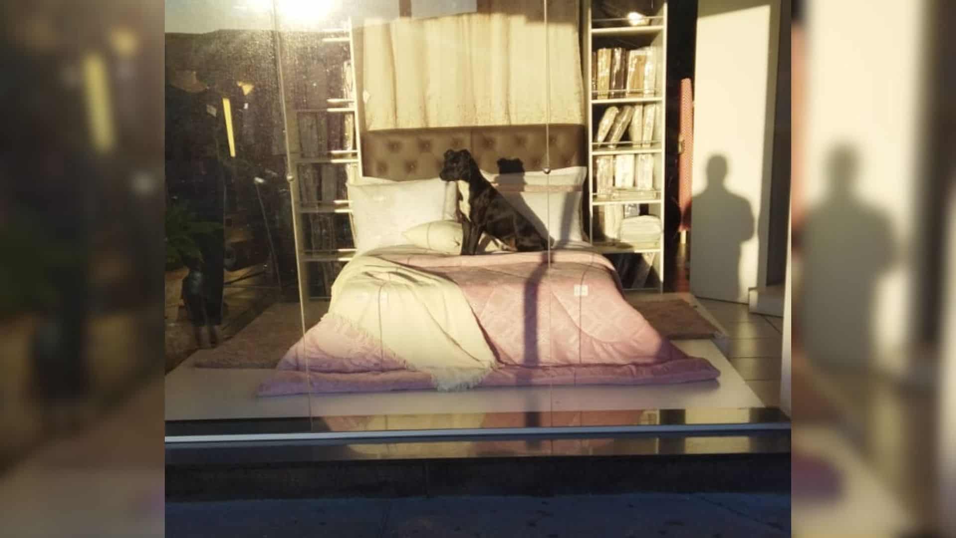 Dog Shows He’s Ready For Adoption By Advertising Himself In A Store Display