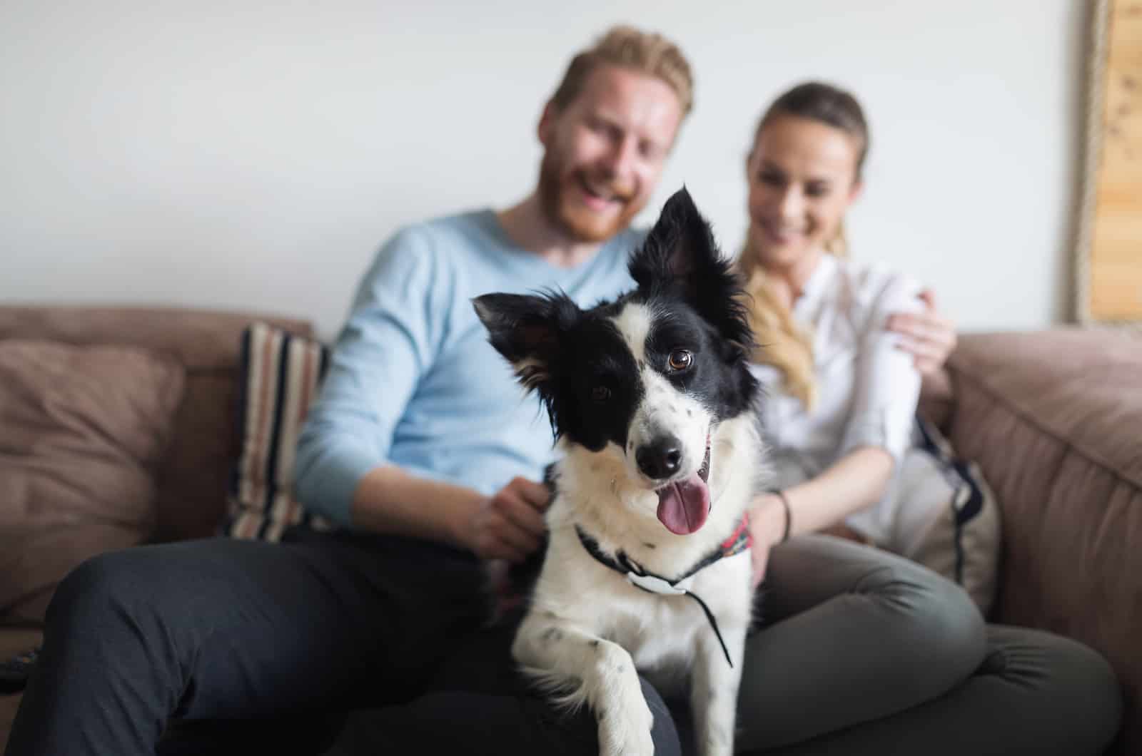 dog sits between man and woman