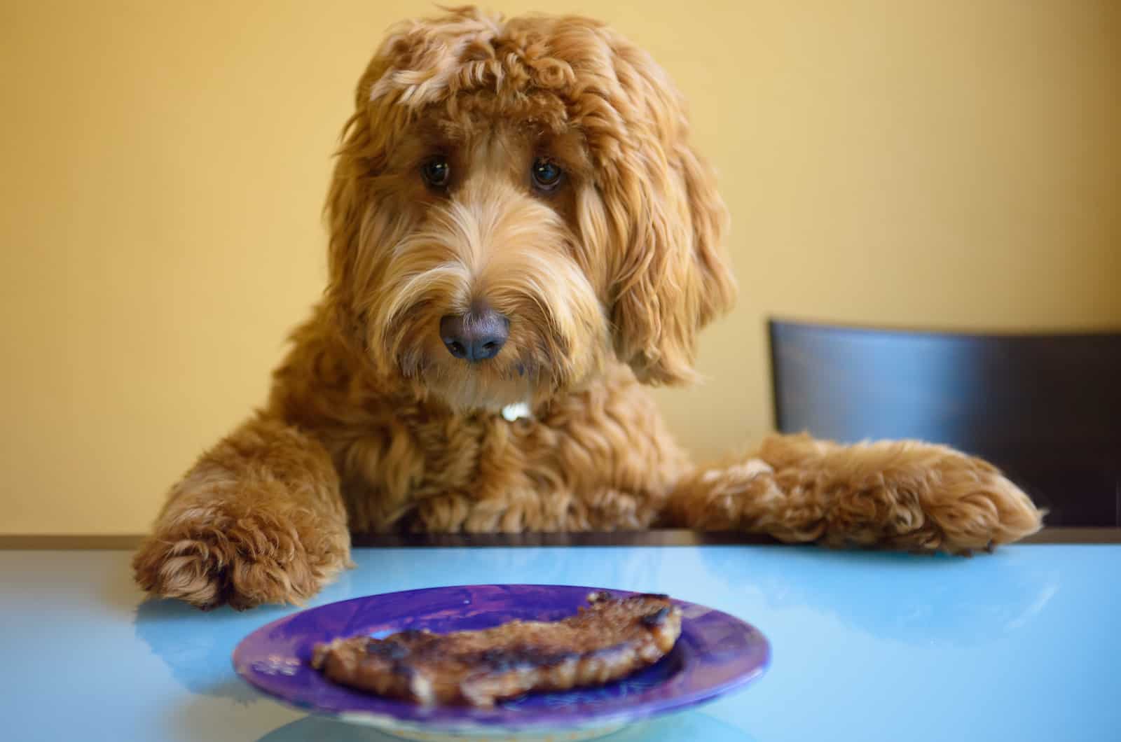 dog sitting at table