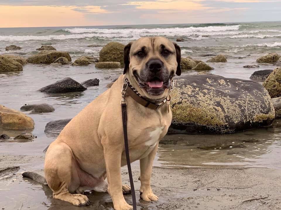 dog sitting at the beach