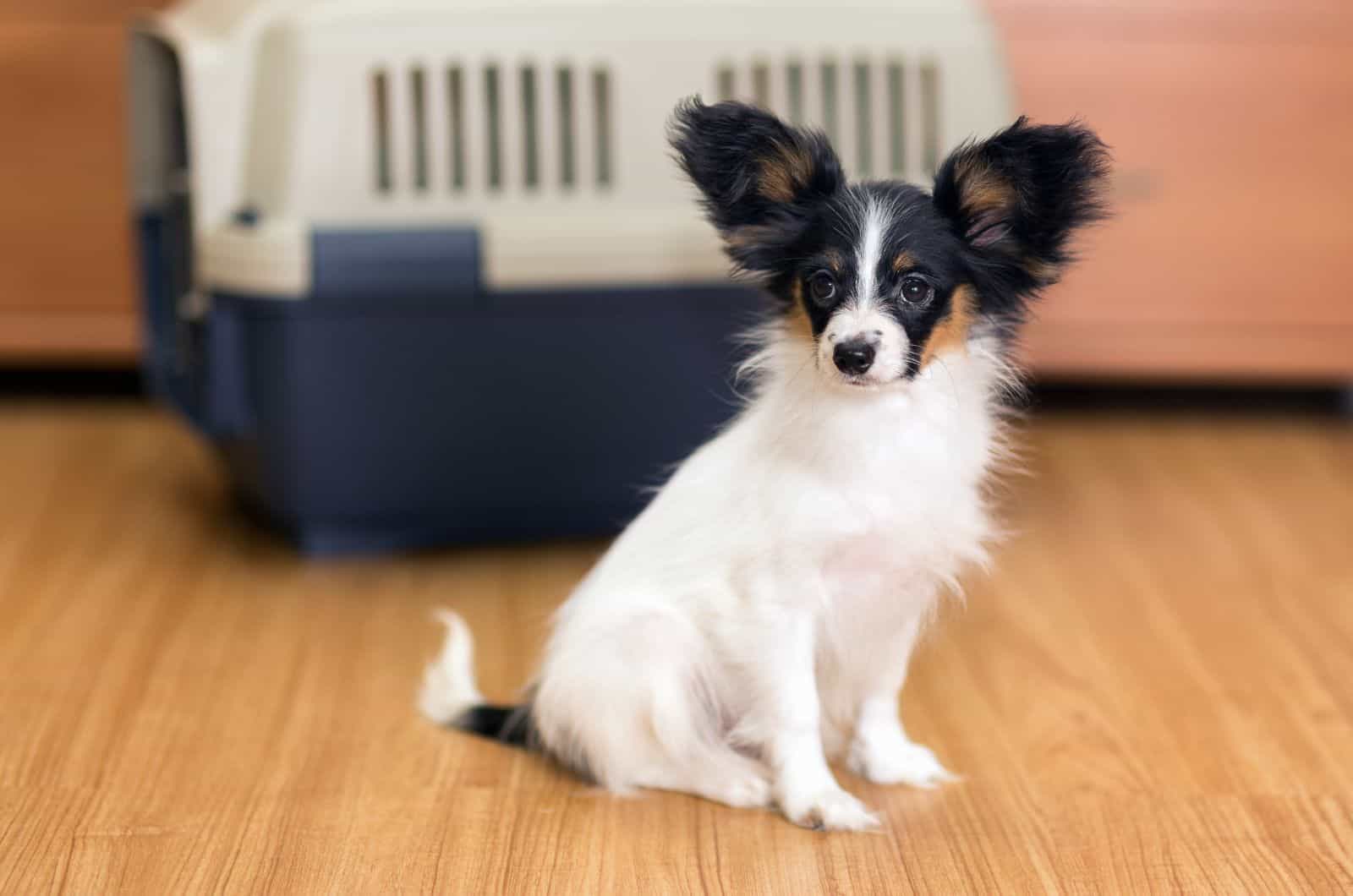 dog sitting by crate