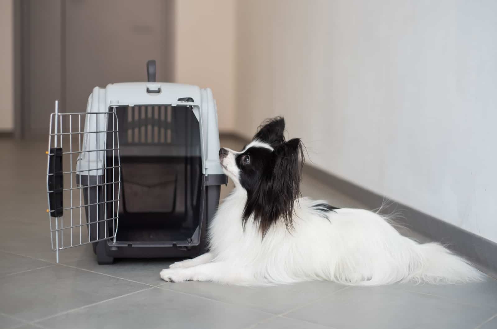 dog sitting by his crate