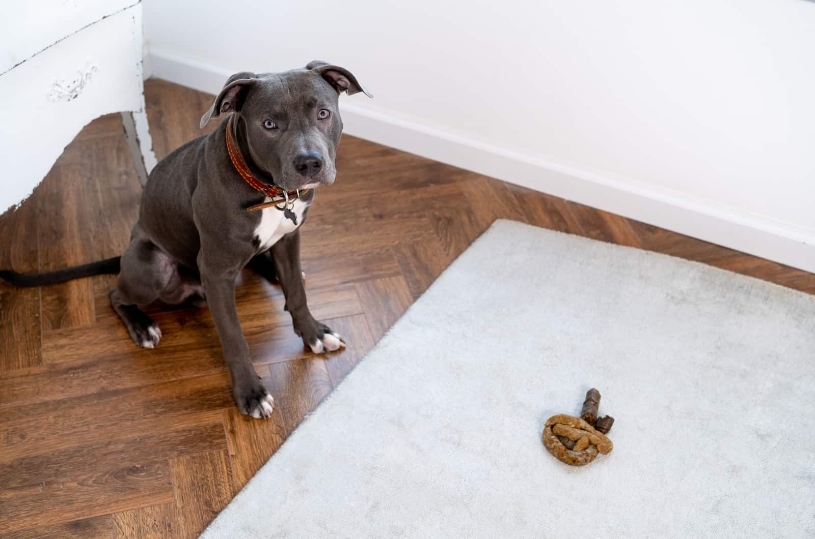 dog sitting by his poop