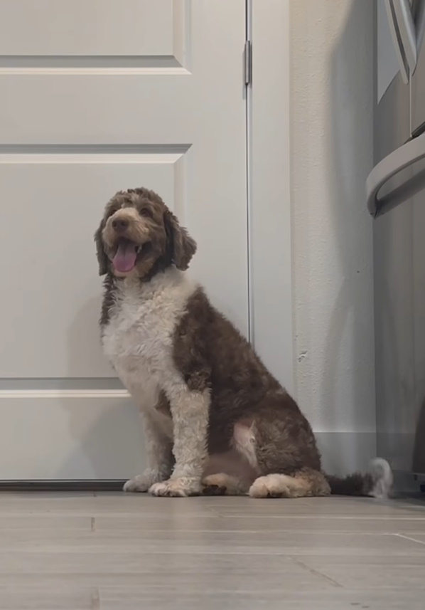 dog sitting by the door