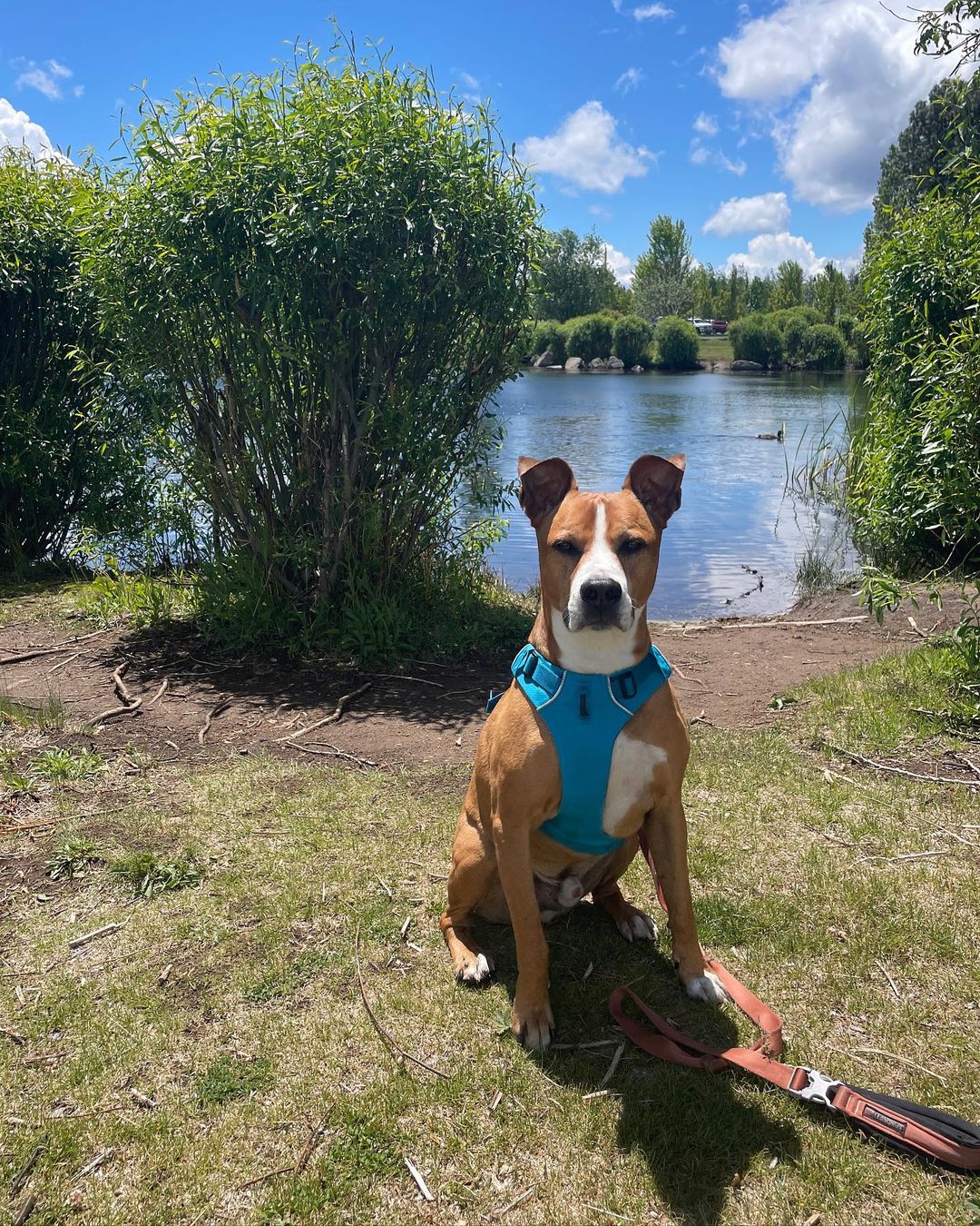 dog sitting by the lake