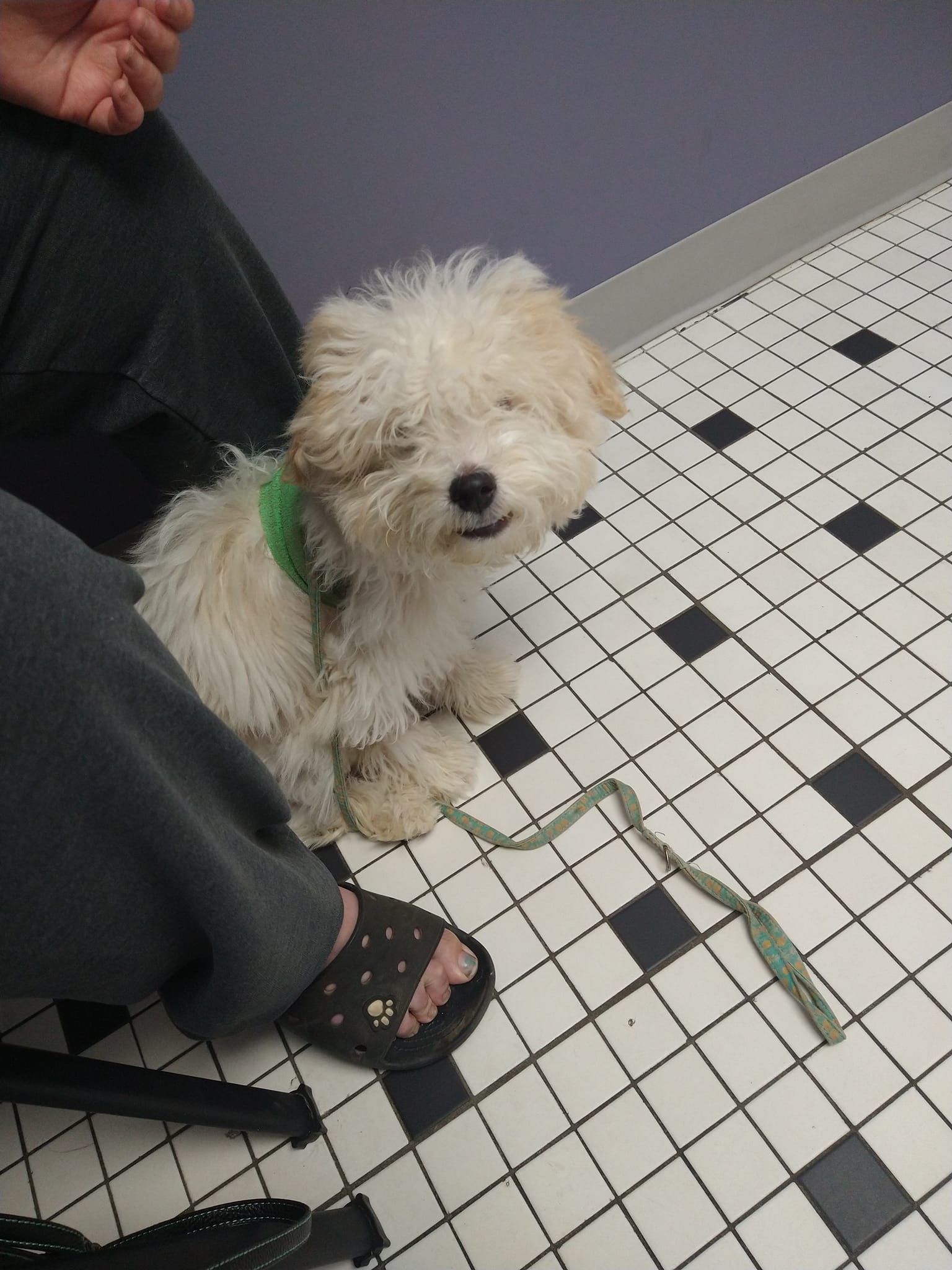 dog sitting by woman's legs