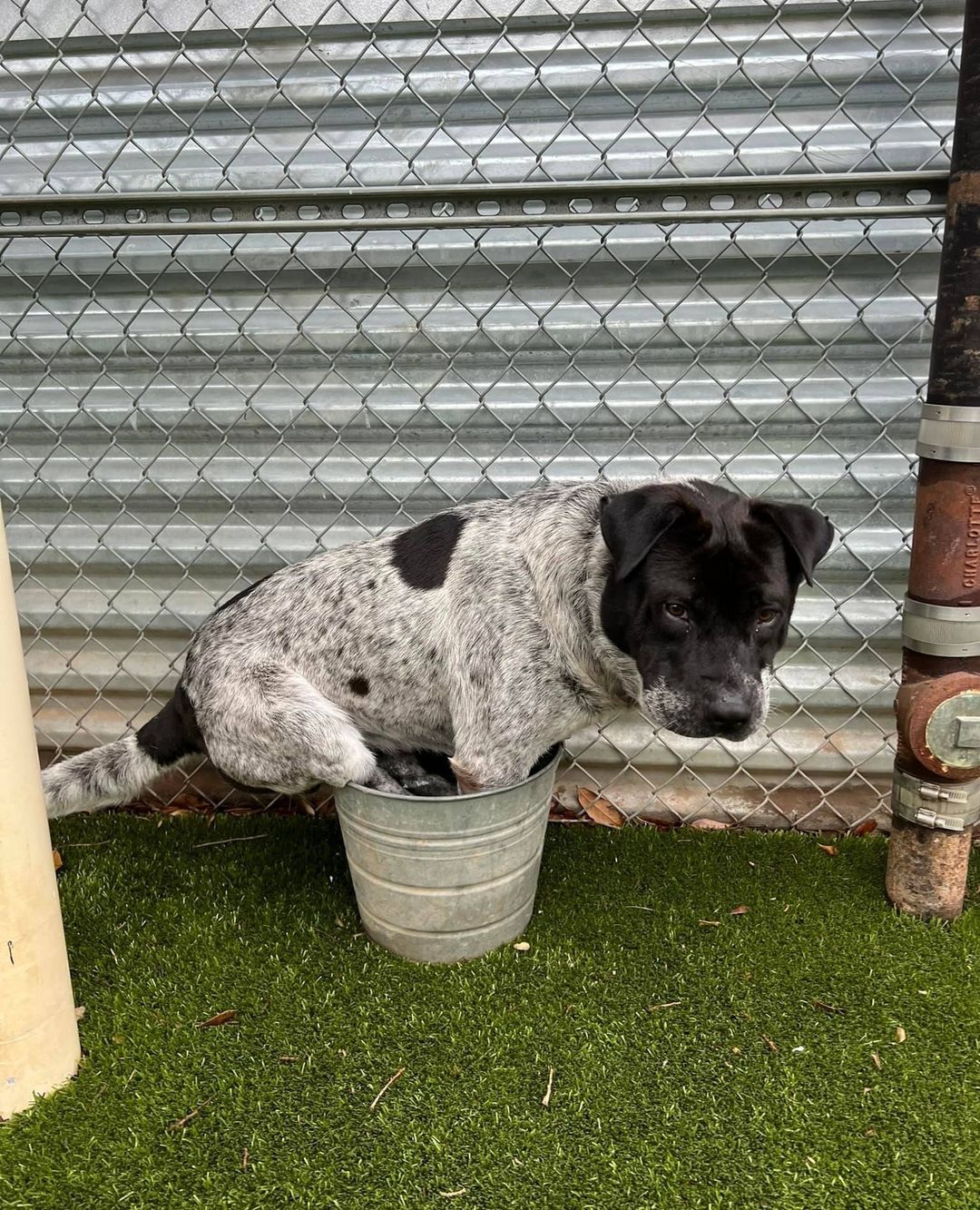 dog sitting in a bucket