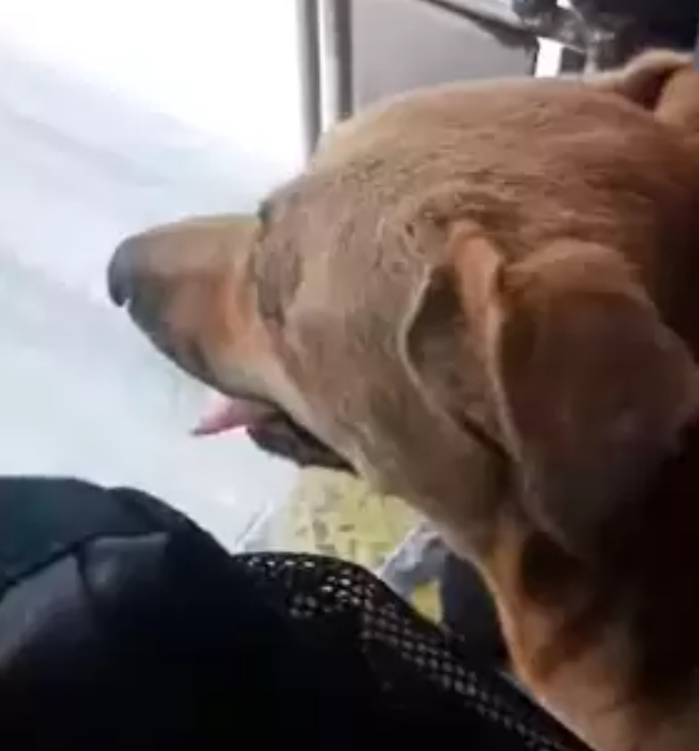 dog sitting in a car