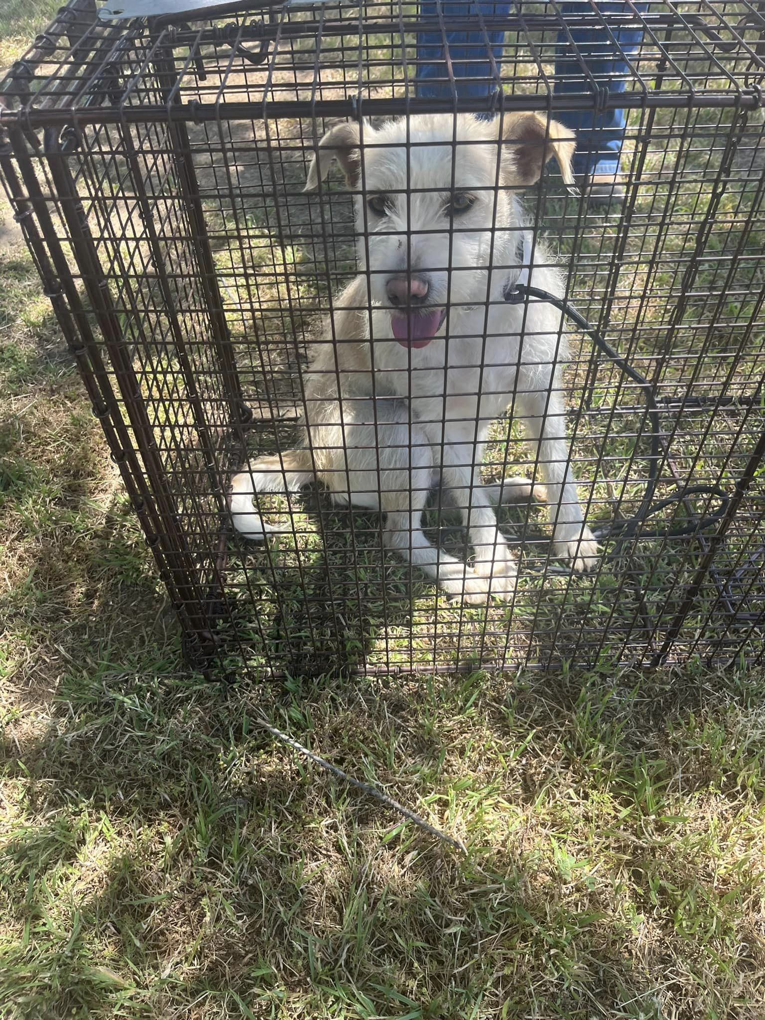 dog sitting in a crate