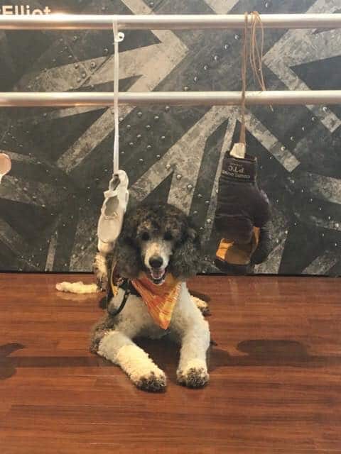 dog sitting in a training room