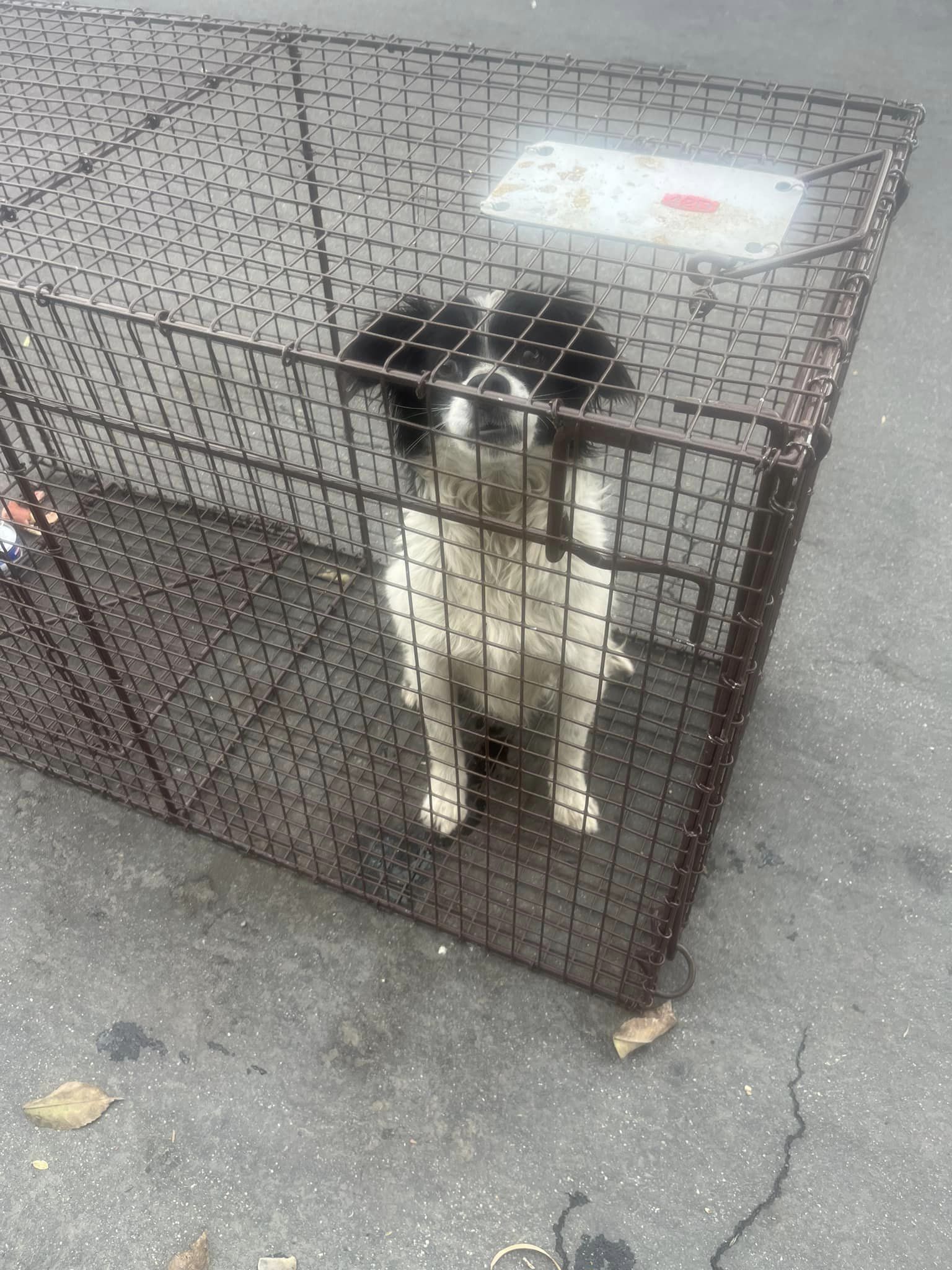 dog sitting in cave