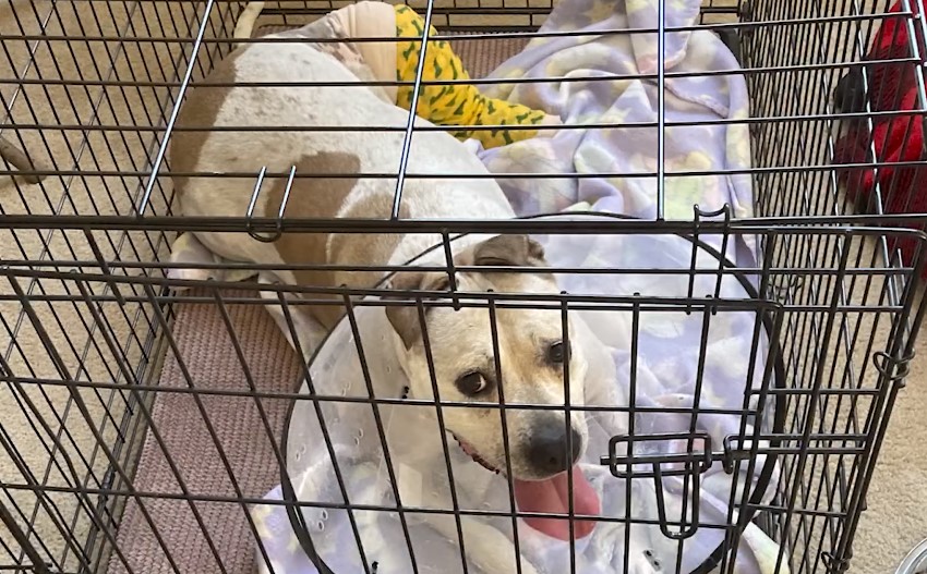 dog sitting in dog cage