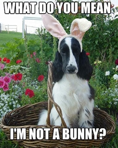 dog sitting in easter basket meme