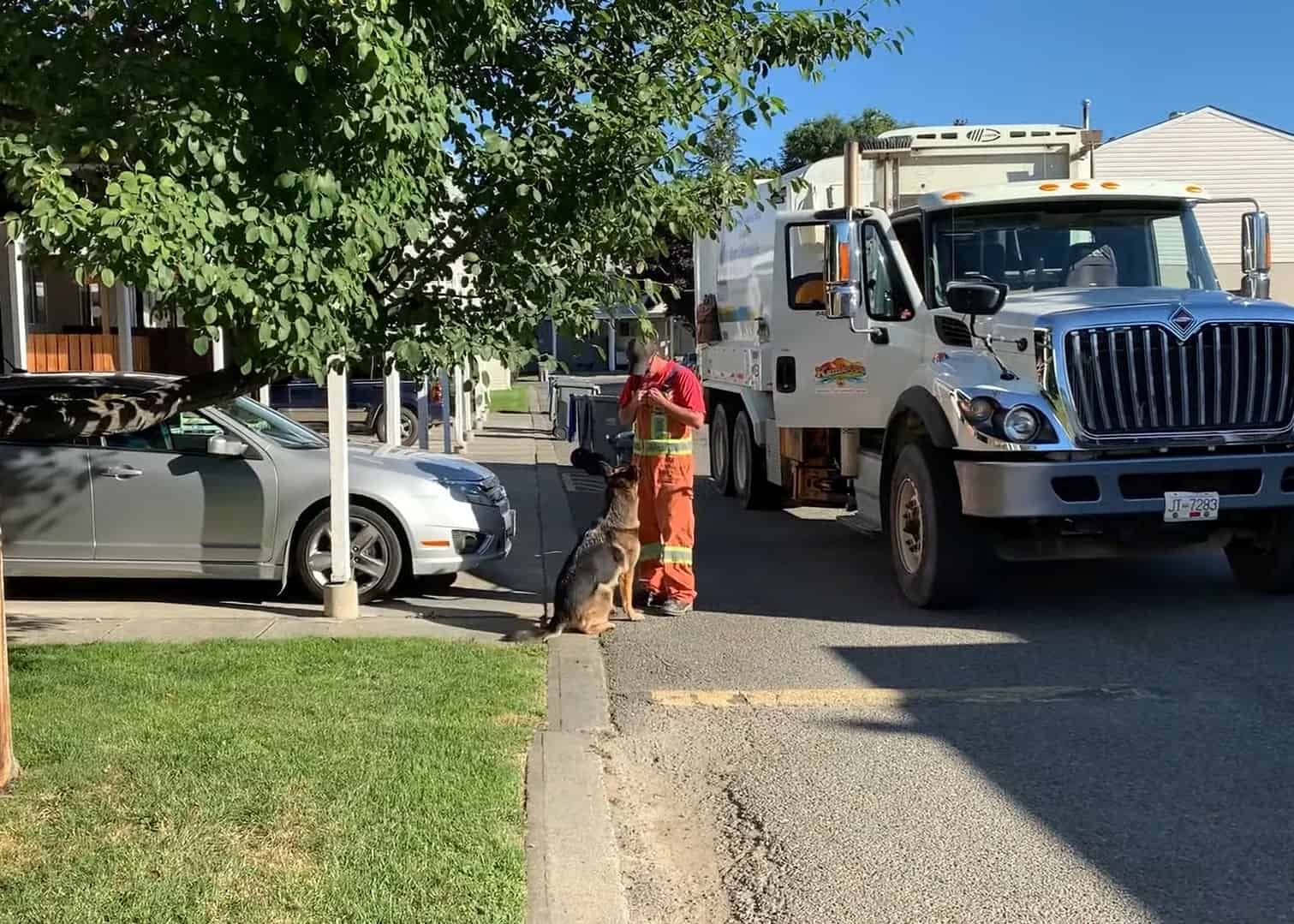 dog sitting in front of garbage truck driver on the street