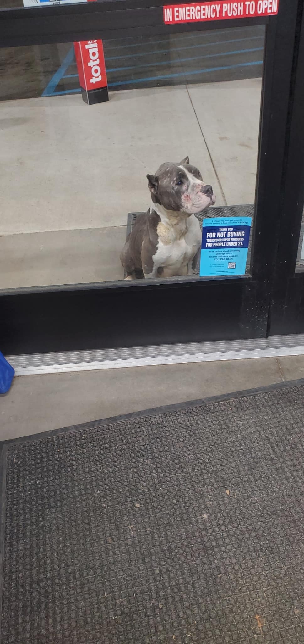 dog sitting in front of stores door
