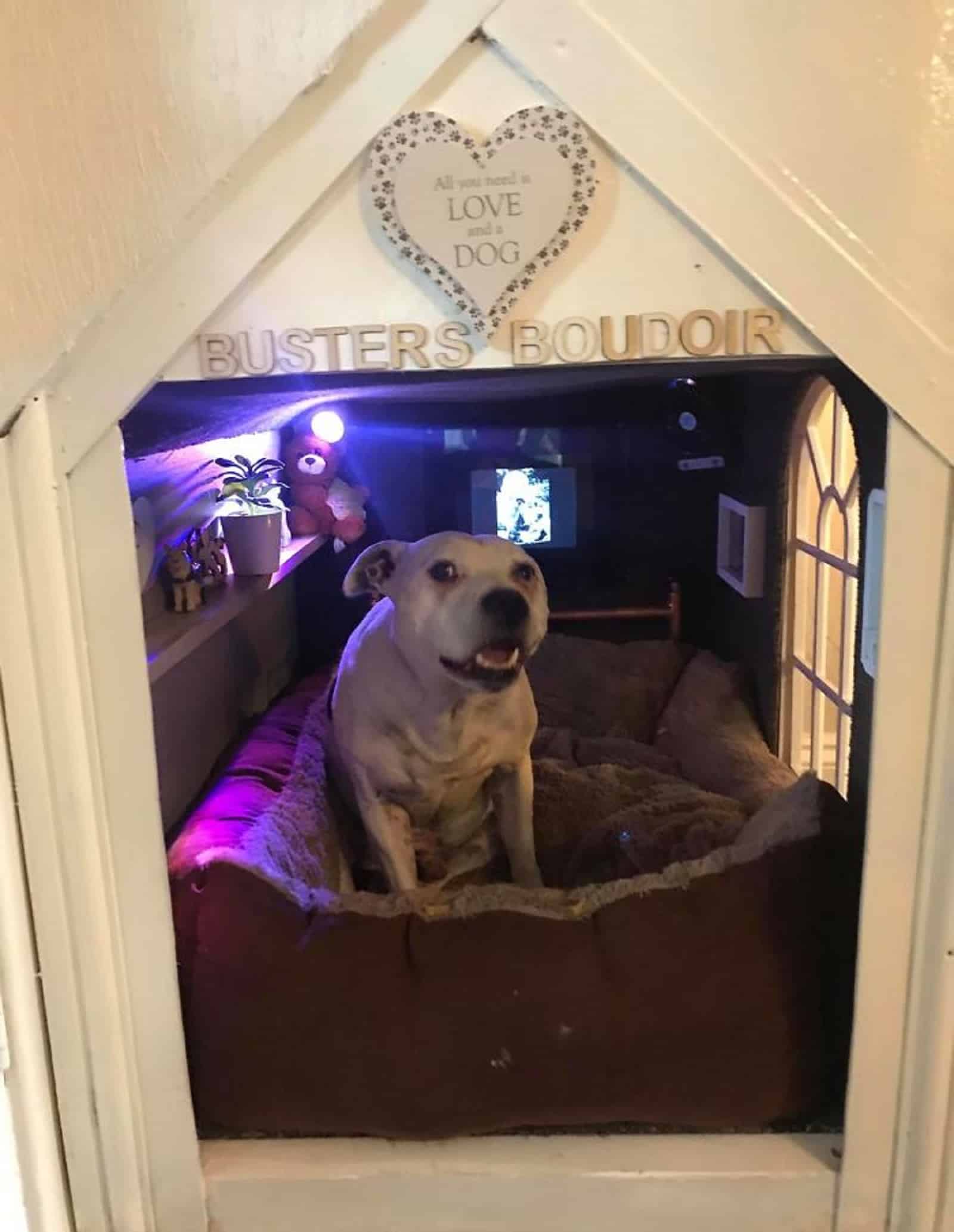 dog sitting in his bed in his mini house