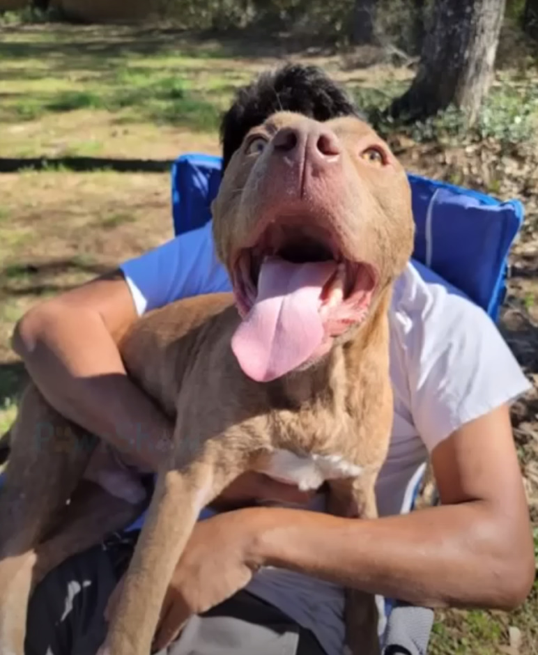 dog sitting in man's lap