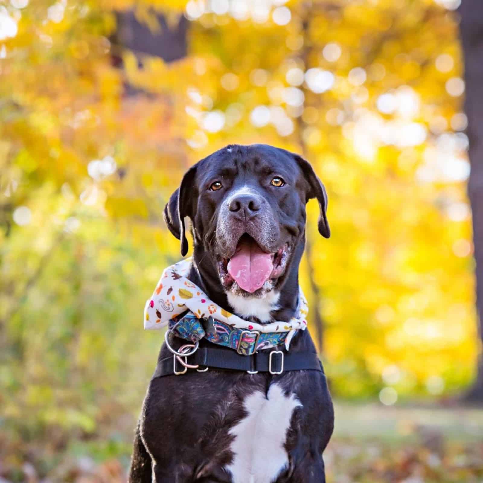 dog sitting in park in autumn