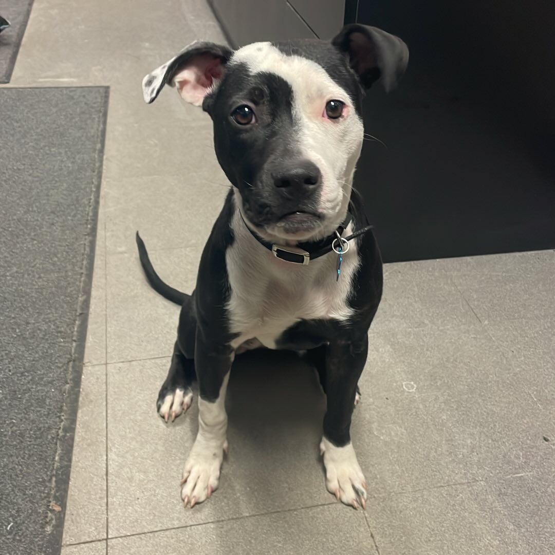 dog sitting in police department