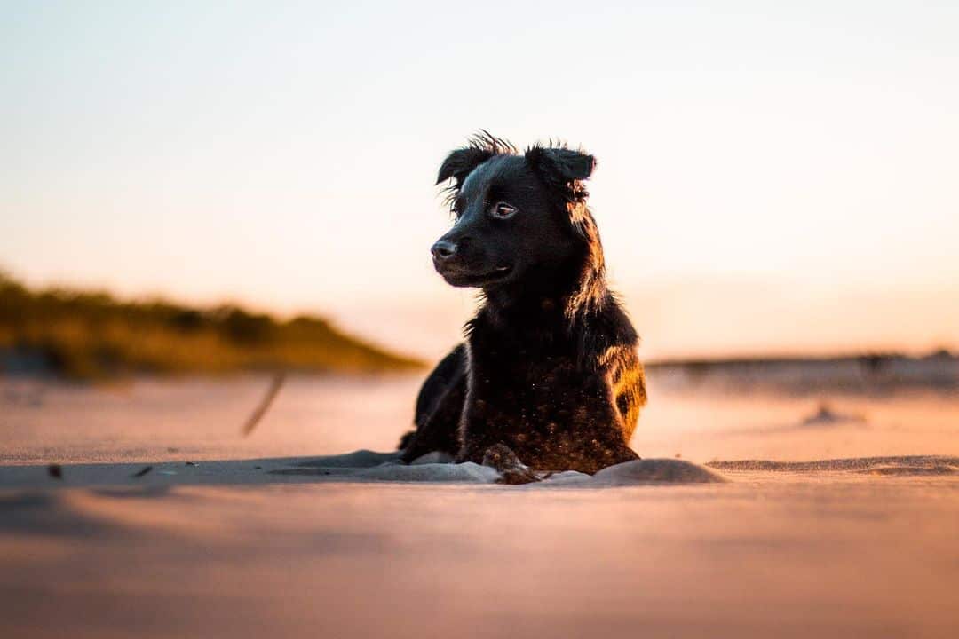 dog sitting in sun looking away