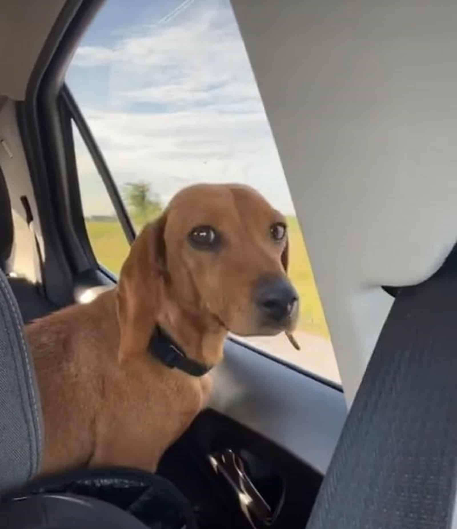 dog sitting in the car near the window