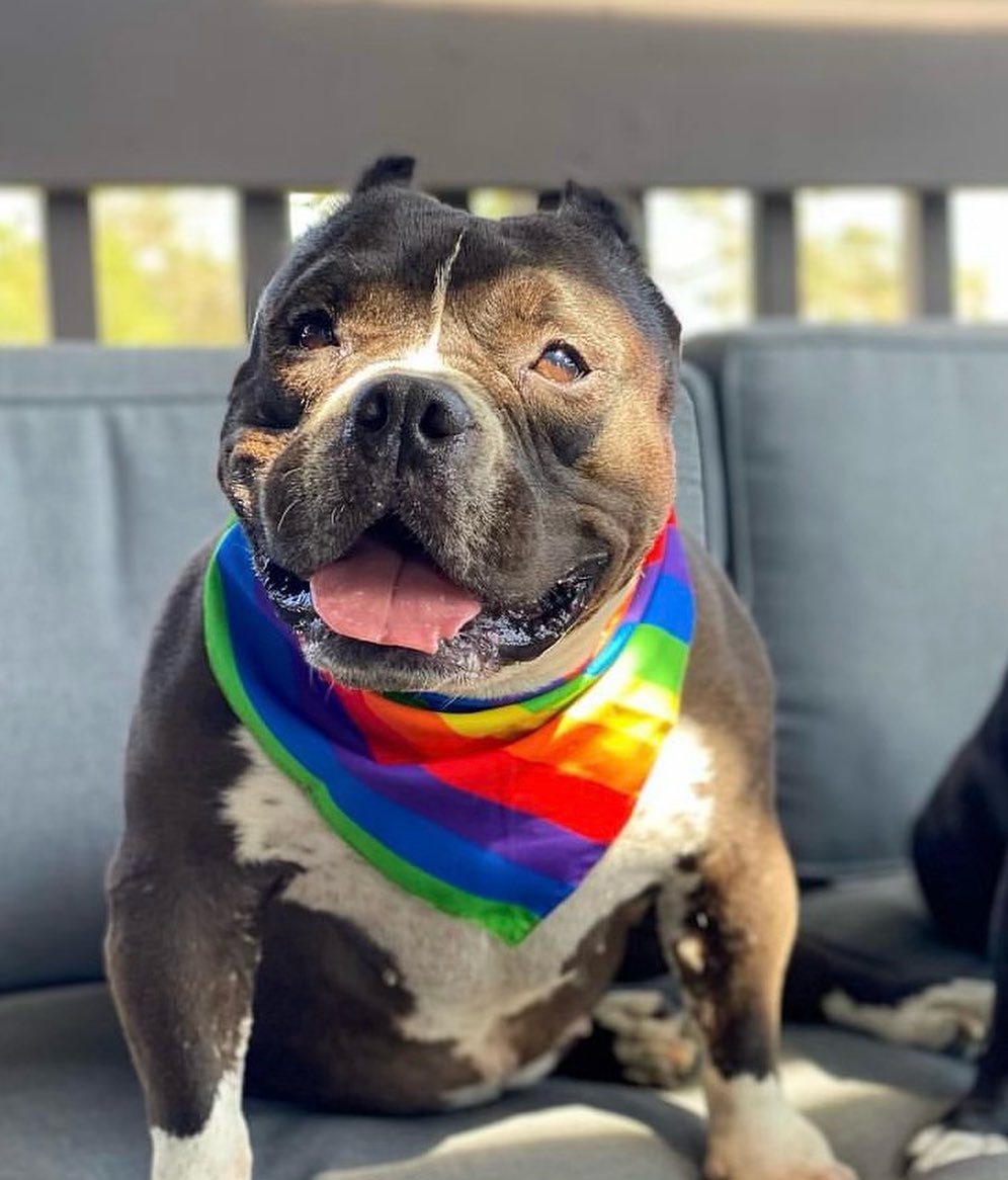 dog sitting in the car with colorful scarf