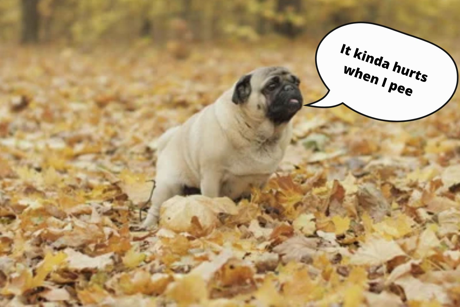 dog sitting in the leaves