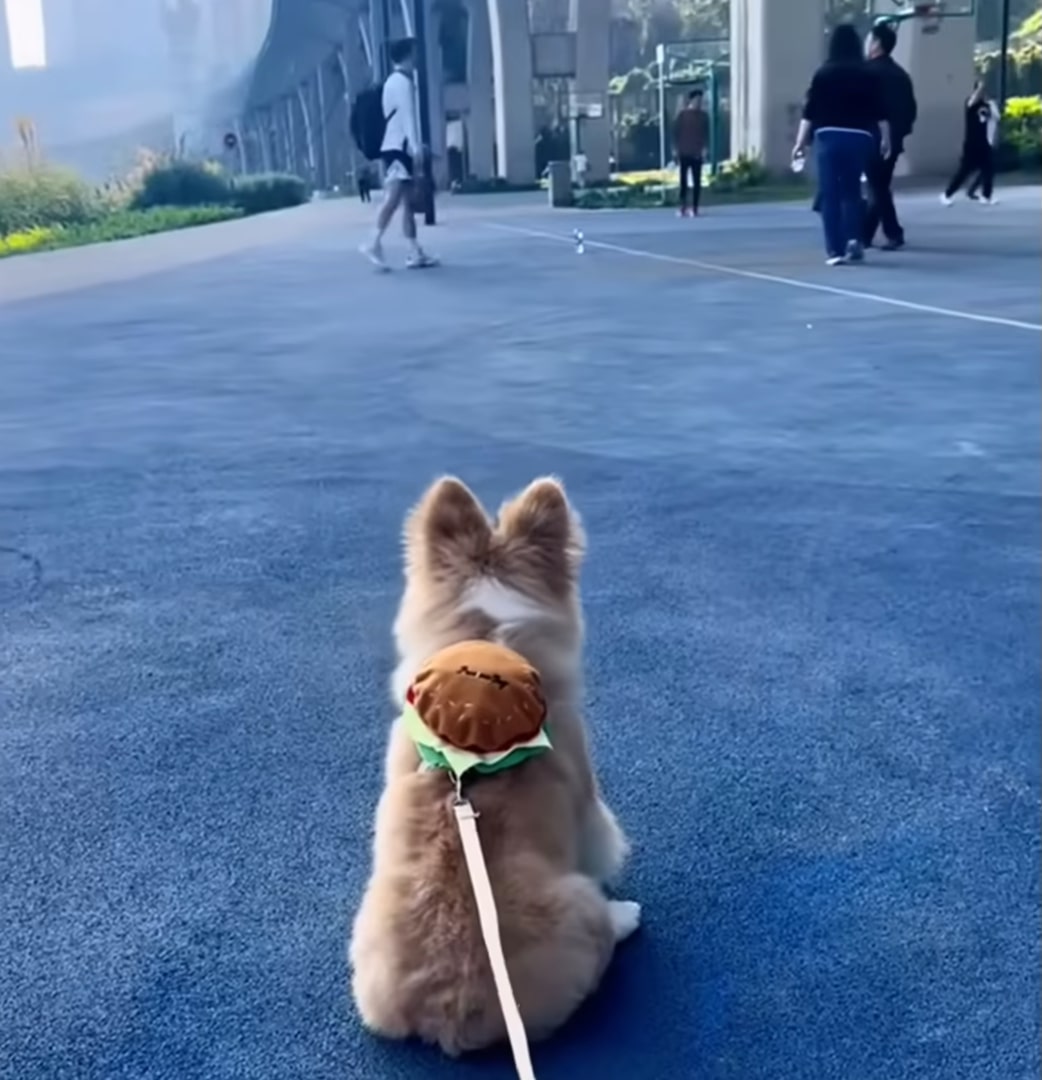 dog sitting in the street on a leash