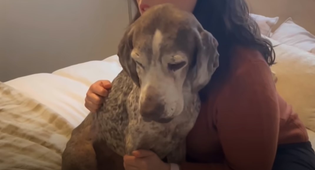 dog sitting in woman's lap