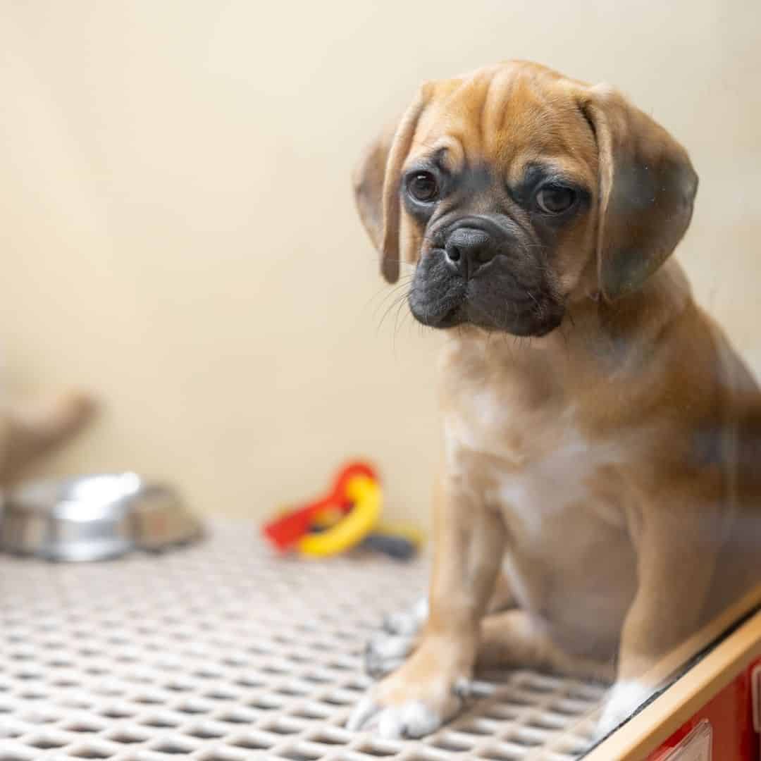 little dog sitting indoor