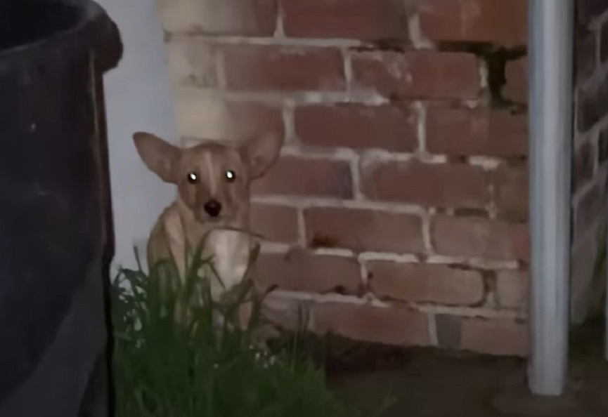 dog sitting near brick wall