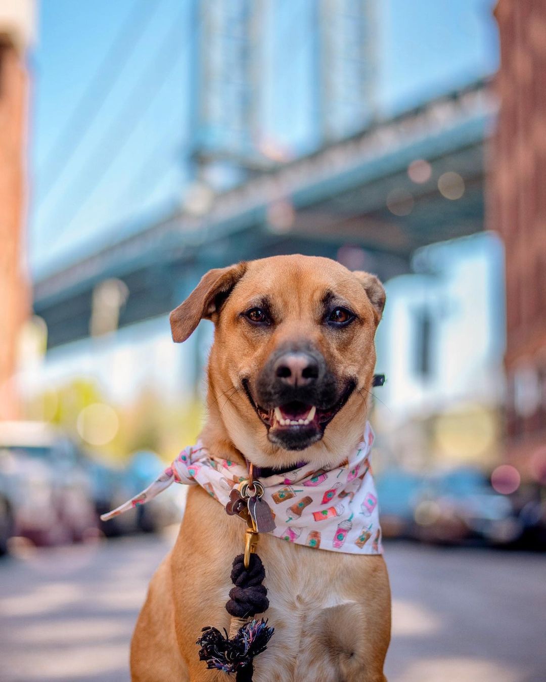 Dog sitting near bridge