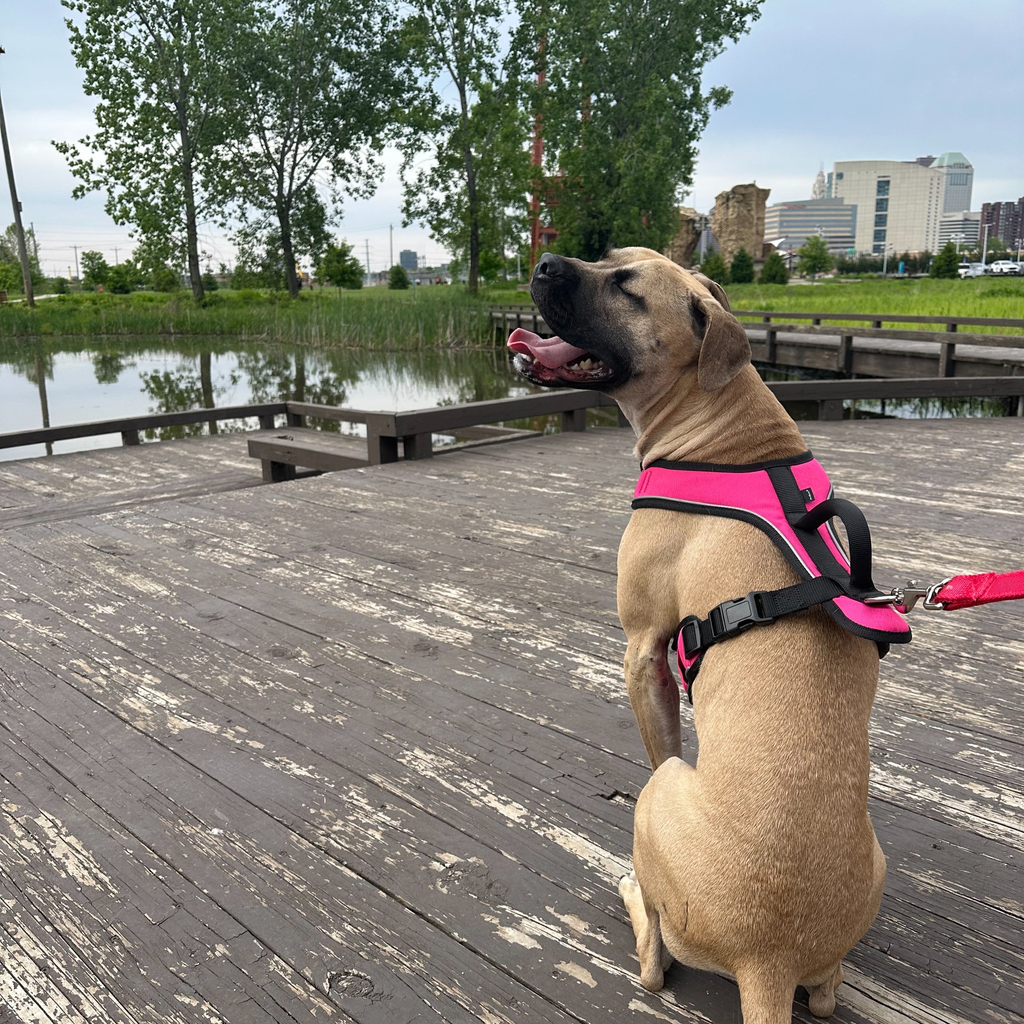 dog sitting near pond