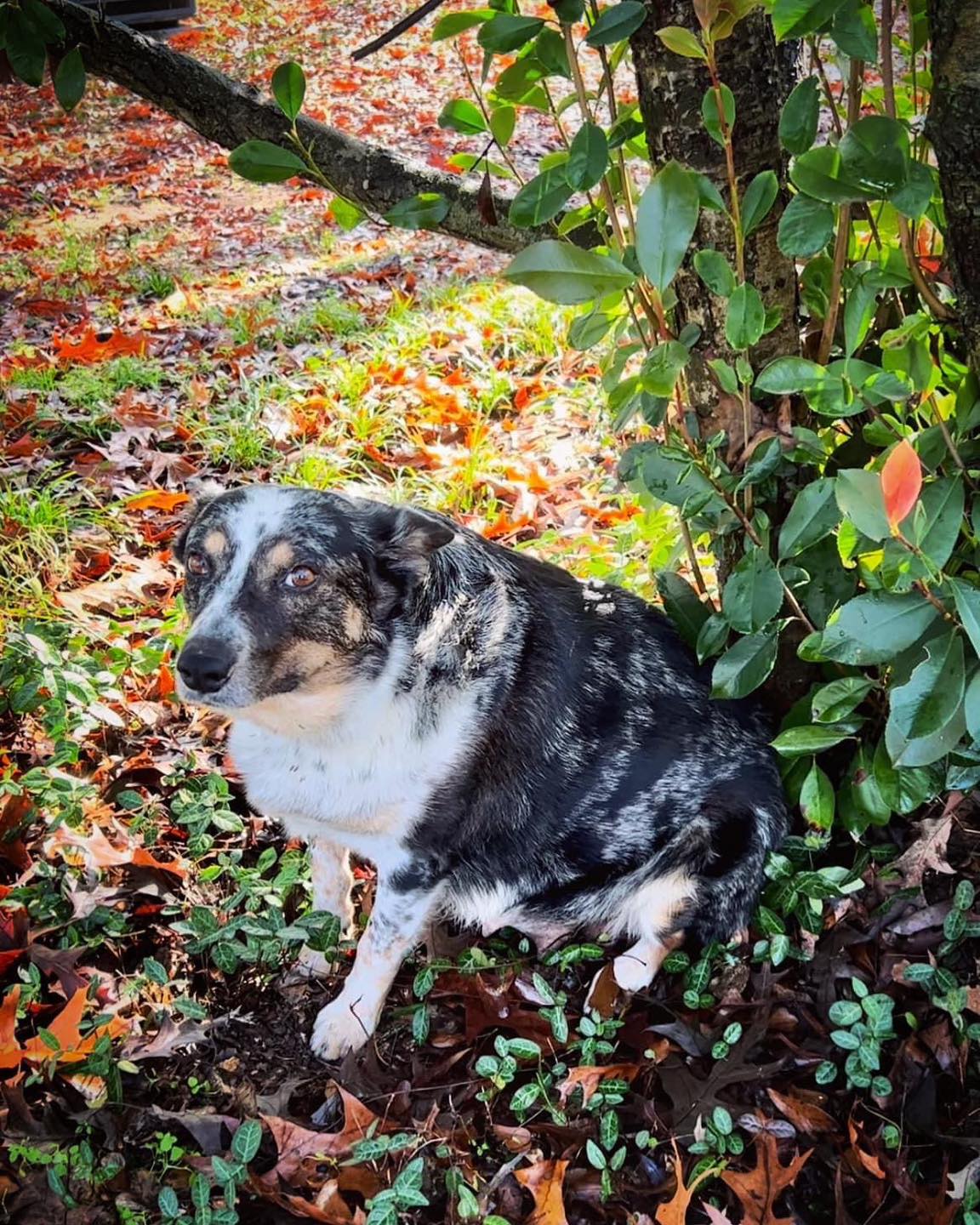 dog sitting near tree