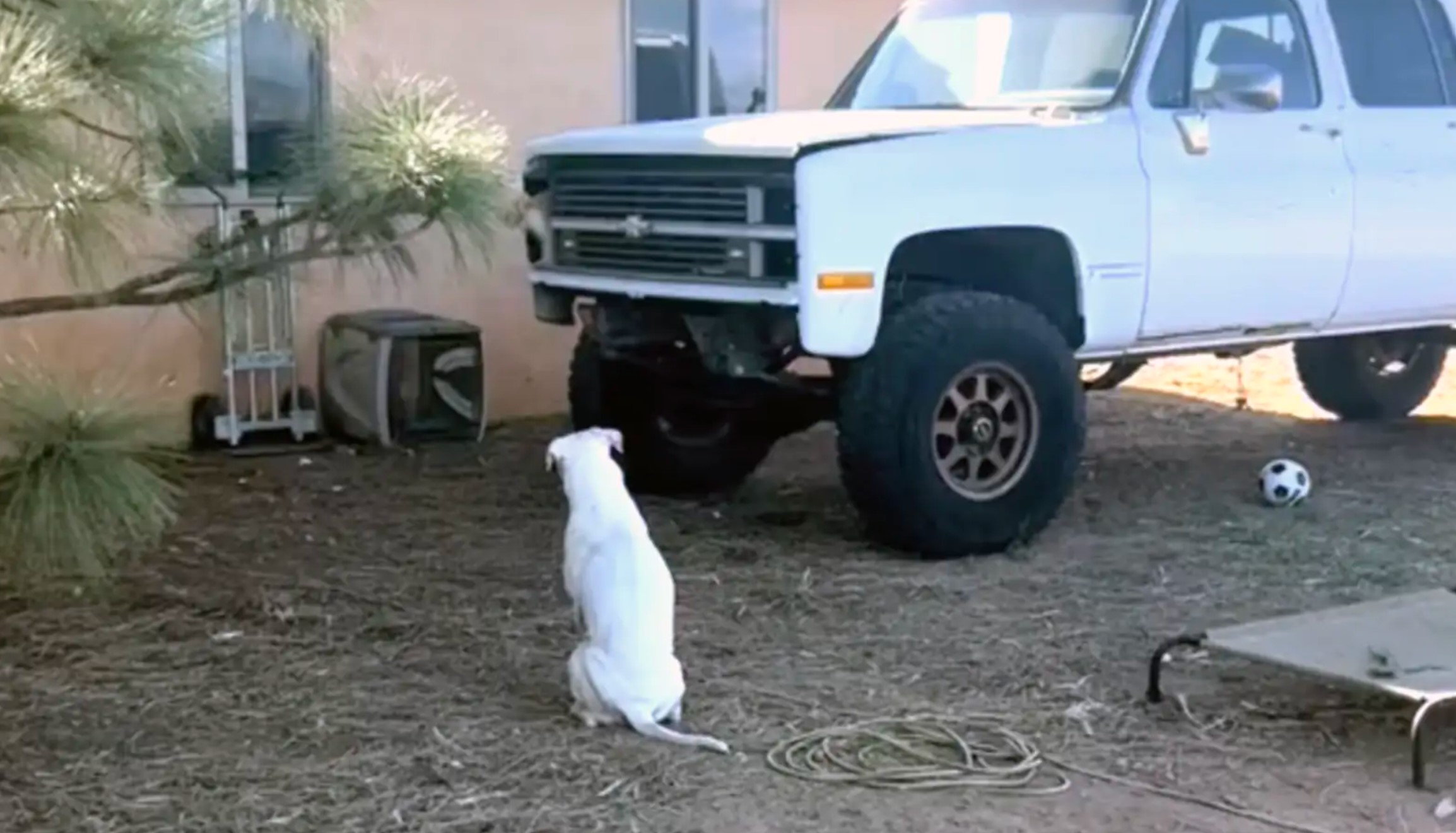 dog sitting next to a truck