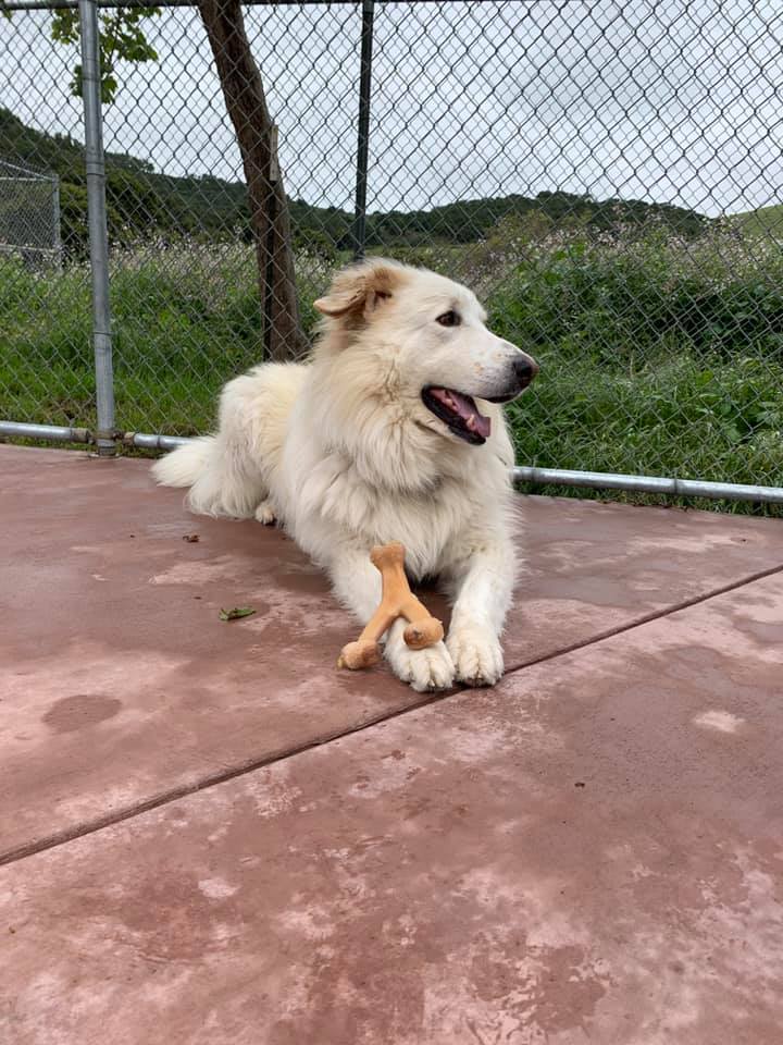 dog sitting next to fence