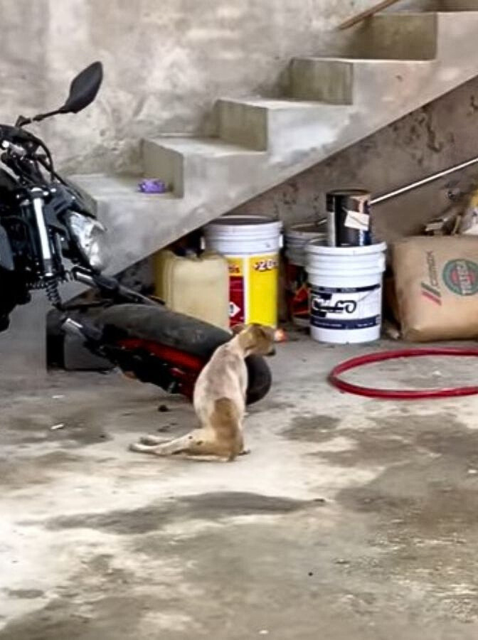 dog sitting next to motorbike