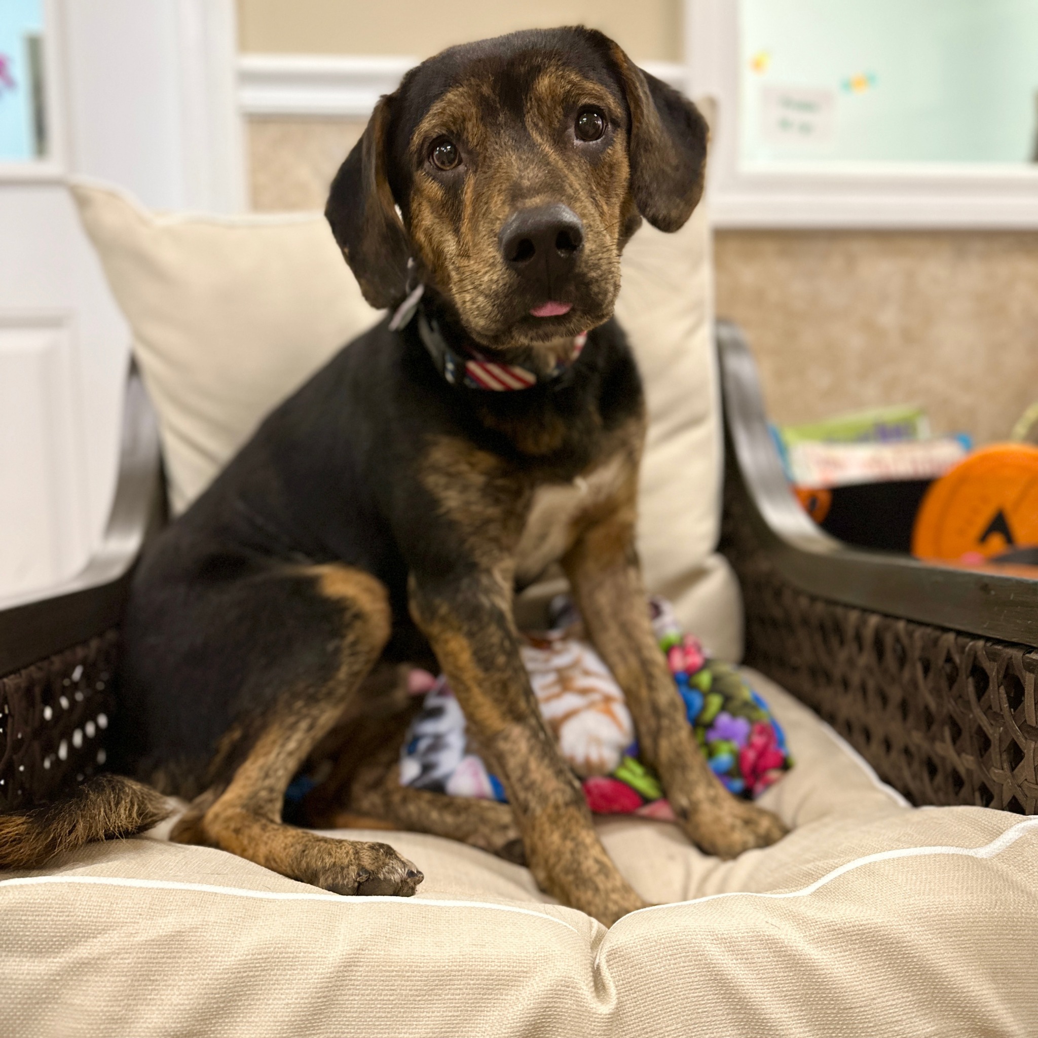 dog sitting on a bed