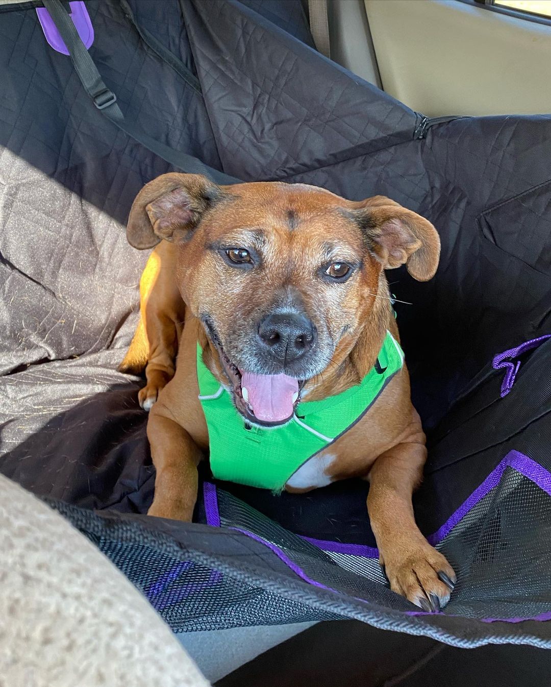 dog sitting on a black seat cover