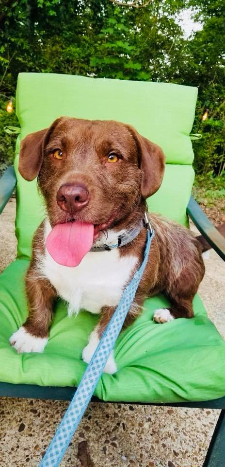 dog sitting on a chair with green cover