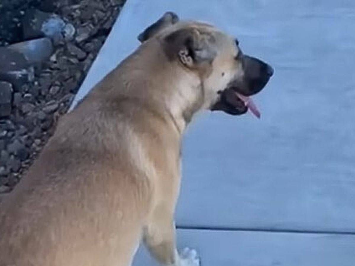 dog sitting on a concrete