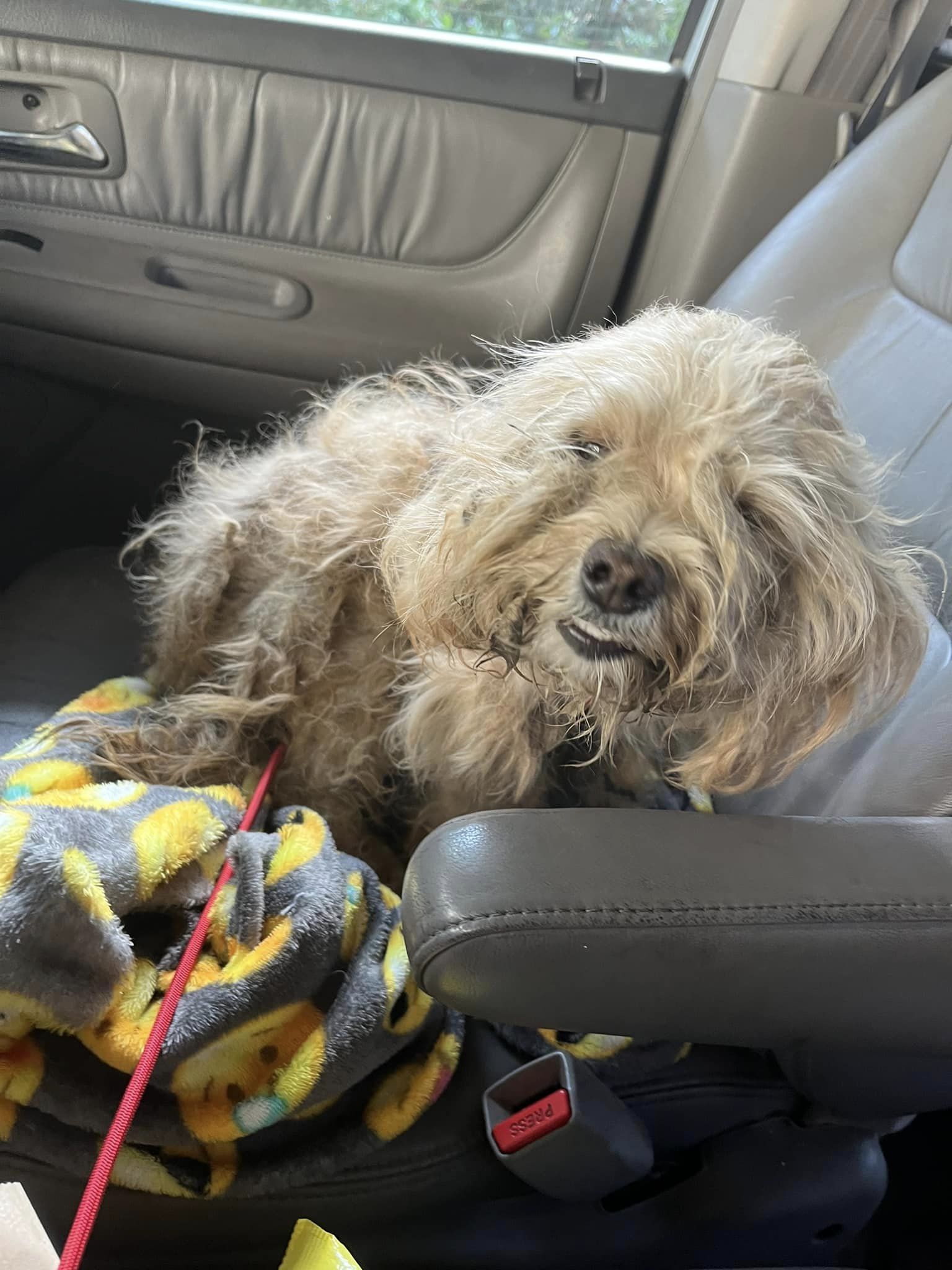 dog sitting on a front seat